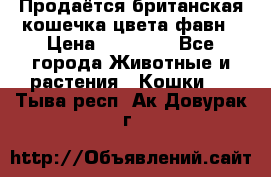 Продаётся британская кошечка цвета фавн › Цена ­ 10 000 - Все города Животные и растения » Кошки   . Тыва респ.,Ак-Довурак г.